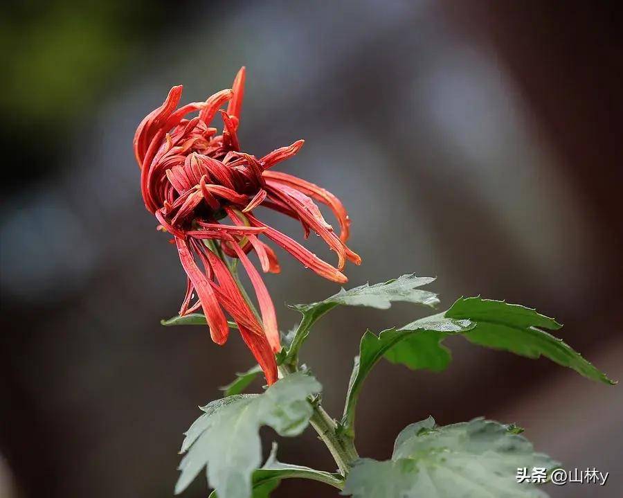 菊花摄影获奖作品欣赏,五彩缤纷,千姿百态