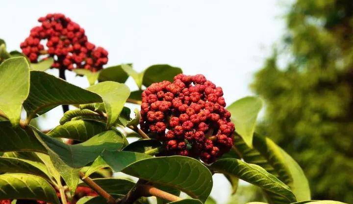 香料前尘往事:从"自卫武器"到"味蕾之宝",人类美味追寻之路