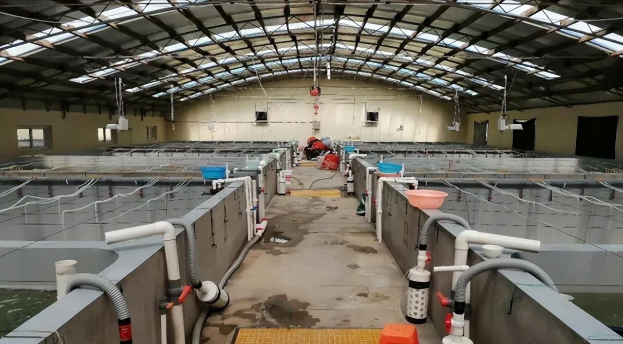 2008年,眼看他的事业逐渐走上正轨,却将培育出的一代虾苗免费发给养殖