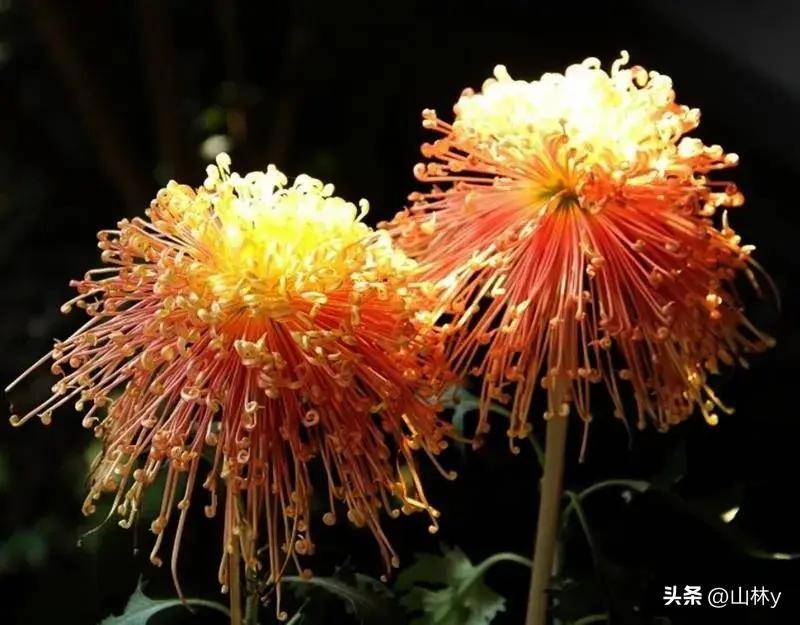 菊花摄影获奖作品欣赏,五彩缤纷,千姿百态