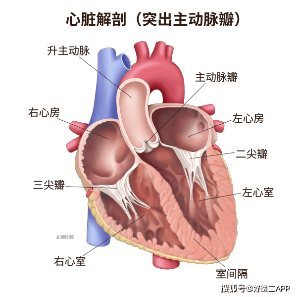 心脏瓣膜图解