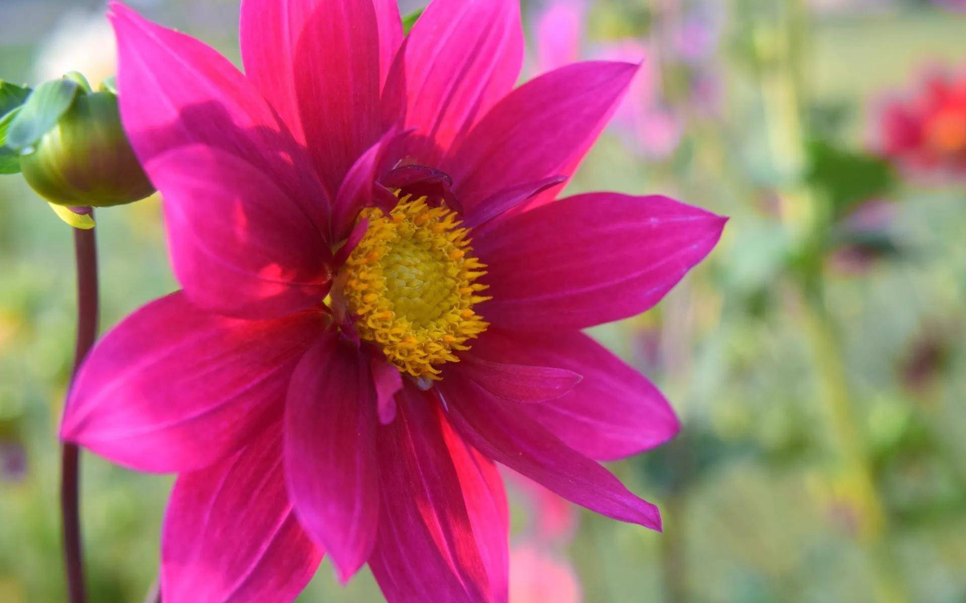 娇艳美丽的花朵,太美太迷人