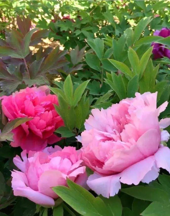 蓝天白云,百花盛开,美不胜收.