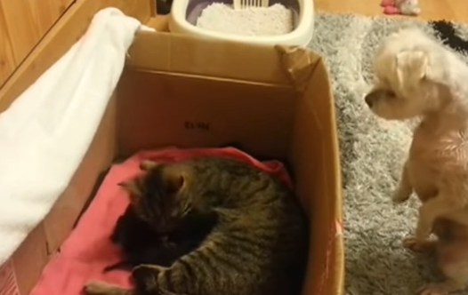 那小心翼翼偷偷摸摸的模样让网友憋足了笑,因为