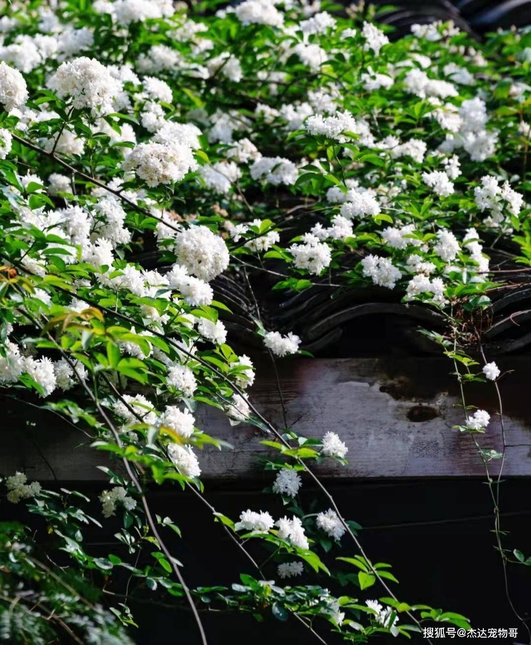 地铁口的白色木香花长成了花瀑布,太壮观了