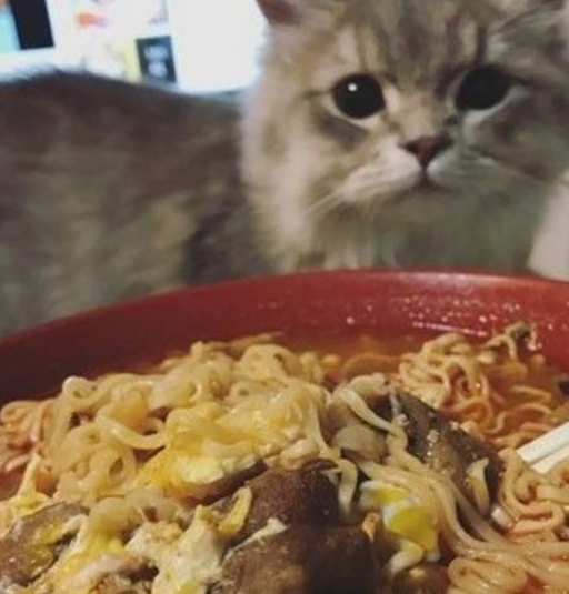 猫主子检查猫奴的口粮,见到方便面时,猫主子露出的表情亮了