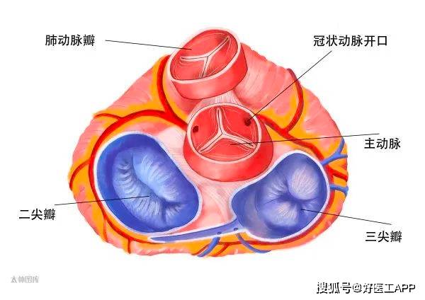 三尖瓣 位于右心房和右心室之间,房室间隔位置