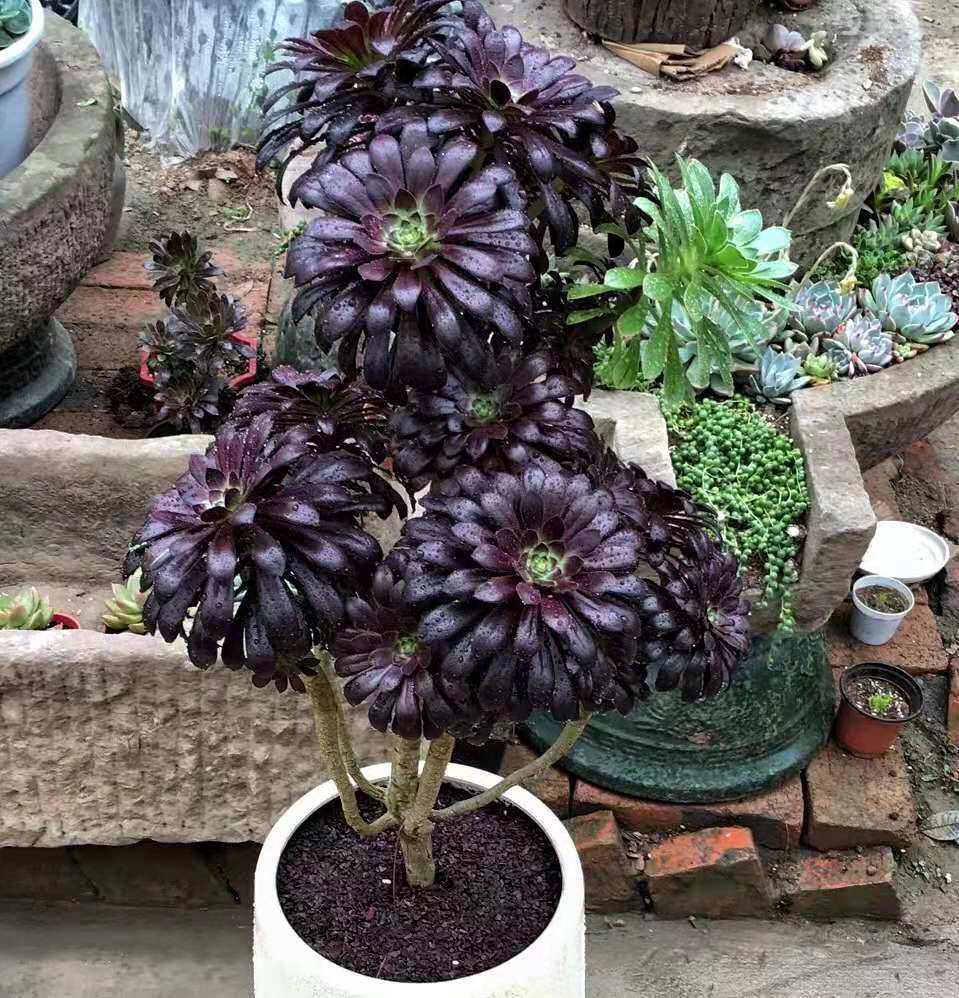 多肉黑法师也能长成"树",太霸气了