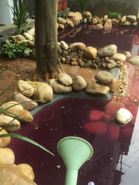 diy自建一个"鱼池"全过程记录,分享给有同样想法的你!