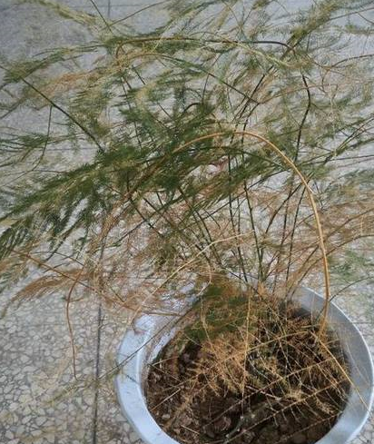 钙等微量成分和矿物质,还能有效调节盆土酸碱情况,避免文竹发黄萎蔫
