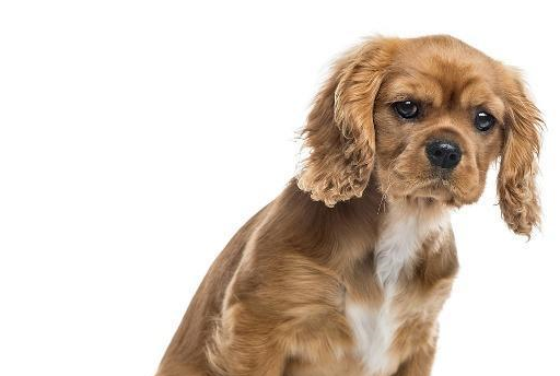 宠物:让你的狗更喜欢混合动力车,而不是越野车