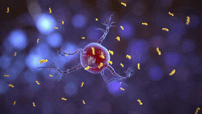 我们体内的免疫细胞能保护我们多久?