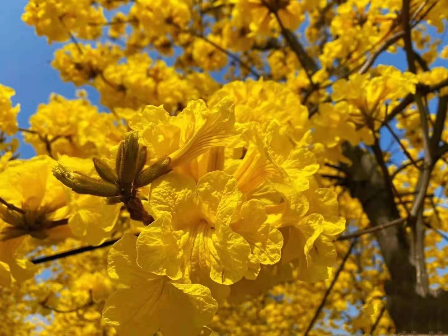 广州三月开满街的黄金花,好美
