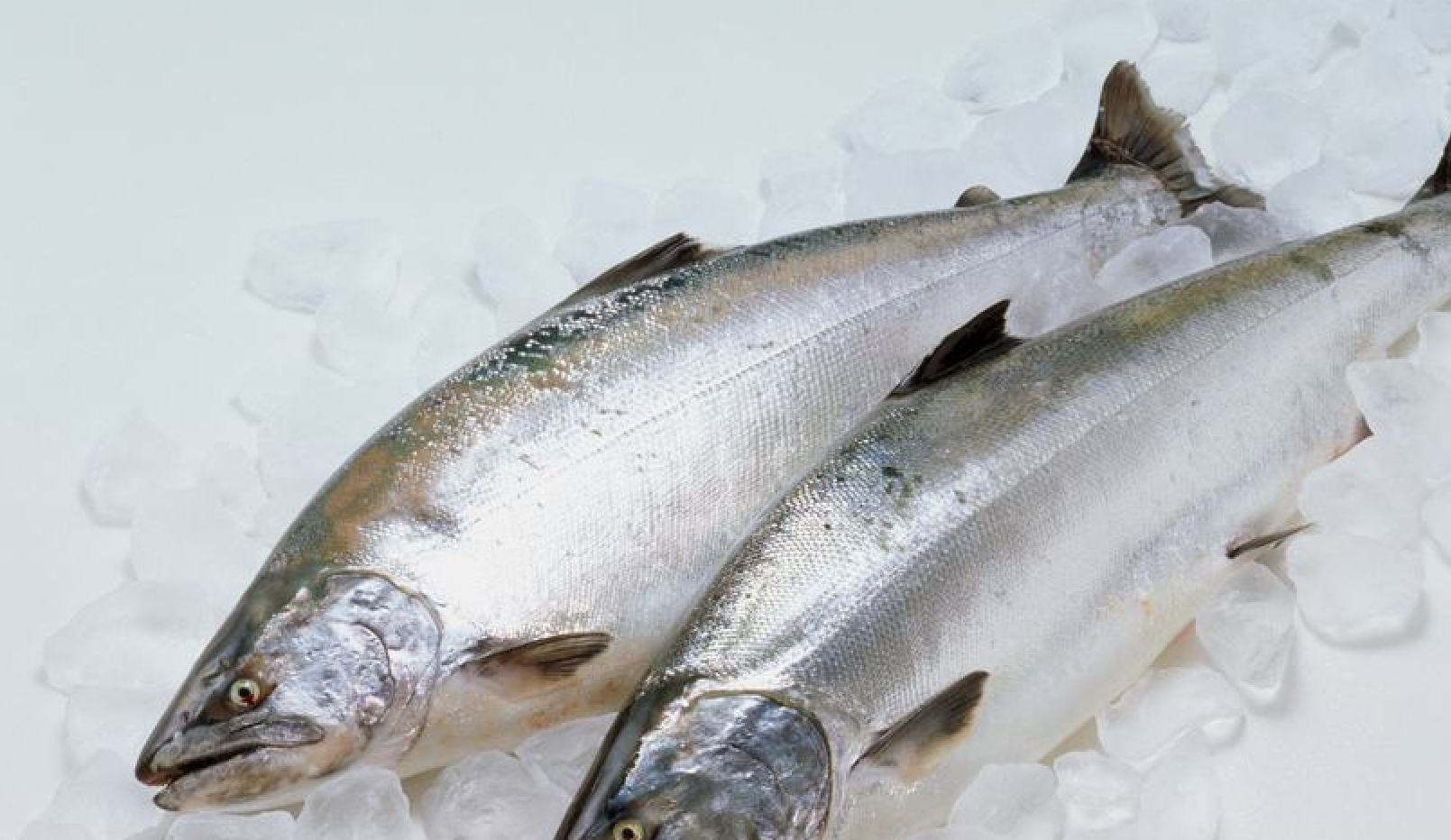 作为世界级超贵海鲜,蓝龙虾是我们绕不过去的一个美