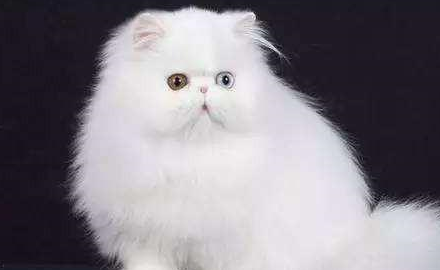 网友:自己养的猫最好看_波斯猫_加菲猫_感觉