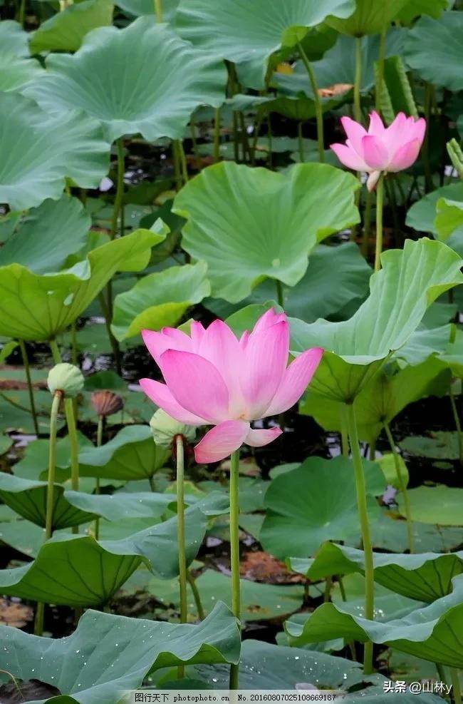 荷花风景图真实图片