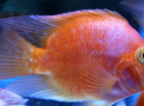 观赏鱼得了白点病?试试这样治疗吧,可以快速痊愈