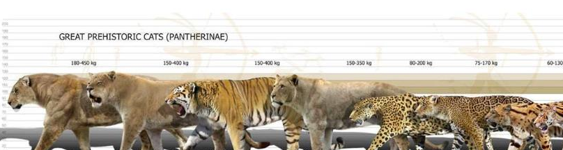 中国首只虎狮虎兽诞生,为什么老虎可以和狮虎兽诞生幼崽?