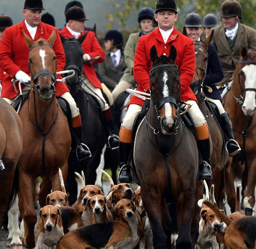理应归为兽类的4大猛犬,其中它被称为白巫师,以撞断肋骨为出名