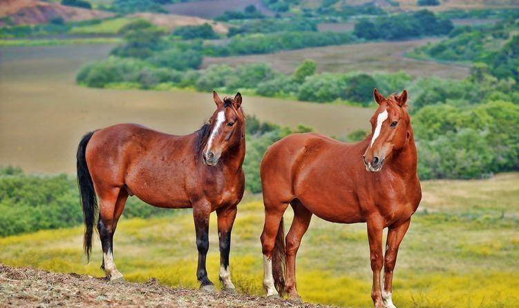 的船只,但还是损失巨大,有不少海难后逃生的西班牙马成了美洲野马的