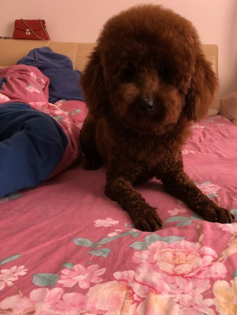 可爱的泰迪犬长了一张狮子脸,还被别人称作是金毛狮王,真是有趣