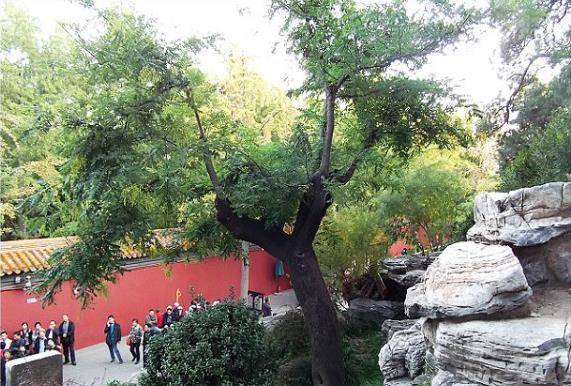 大明皇帝崇祯自缢处:70年代破除迷信,那棵老歪脖子树被连根拔起