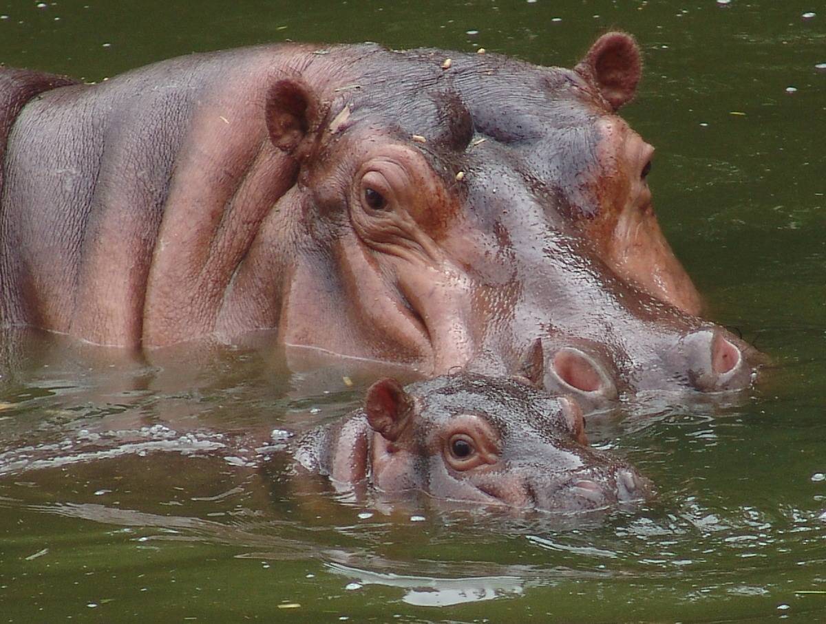 河马_大象_水牛