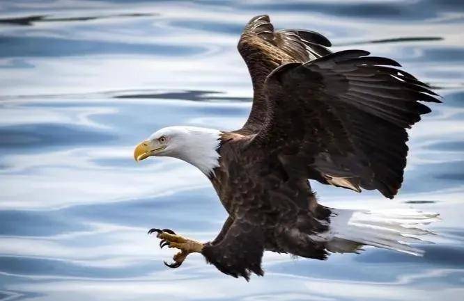 《天坑鹰猎》:马殿臣三闯关东成金王,却终究看不透心中的欲望