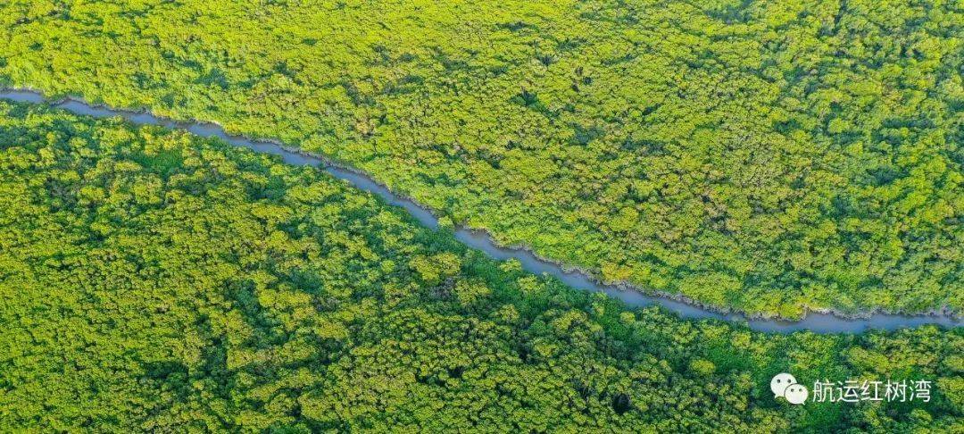 深圳福田中信城开红树湾欢迎您丨网站首页丨中信城开红树湾楼盘详情