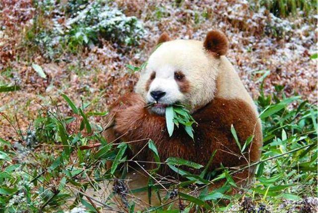 我国秦岭地区发现新"神兽",全球仅此一只,令世界各国眼红不已!