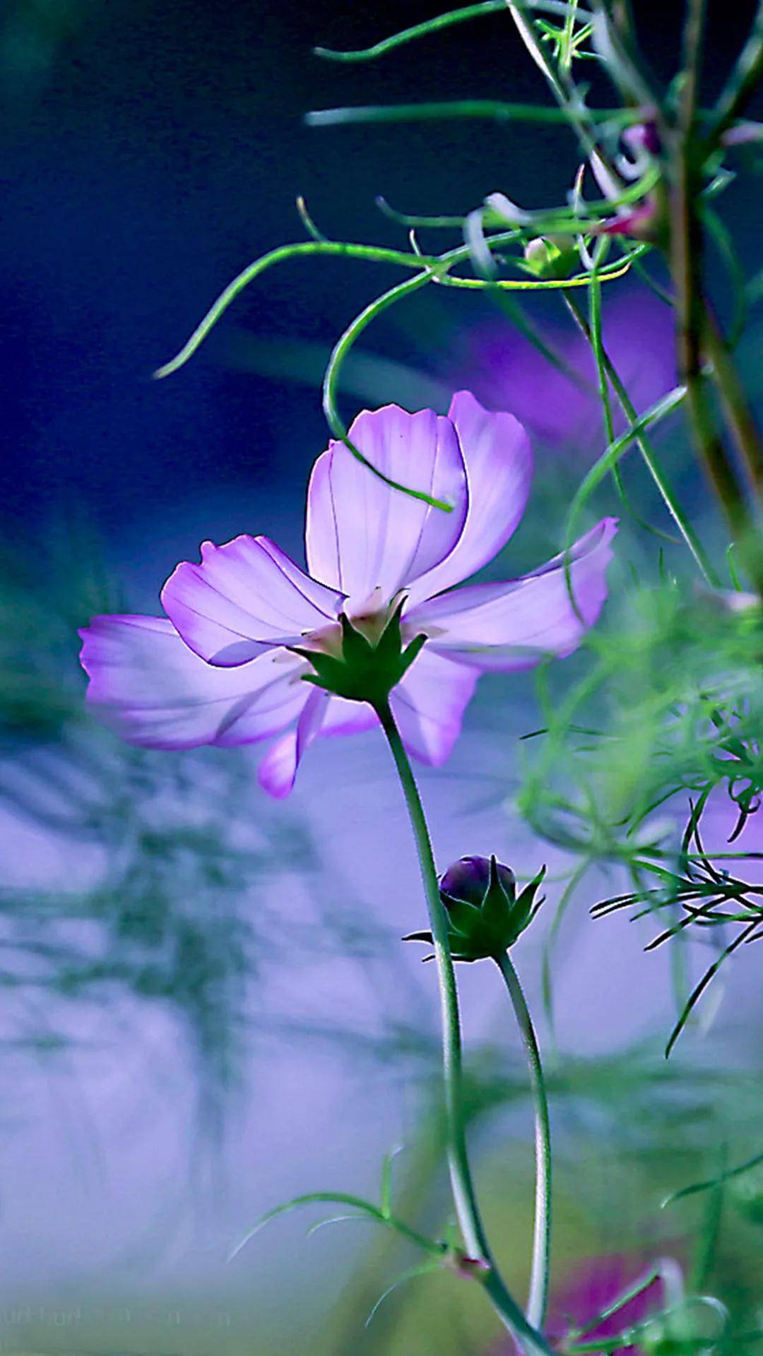 壁纸美图,鲜花怒放,五彩斑斓