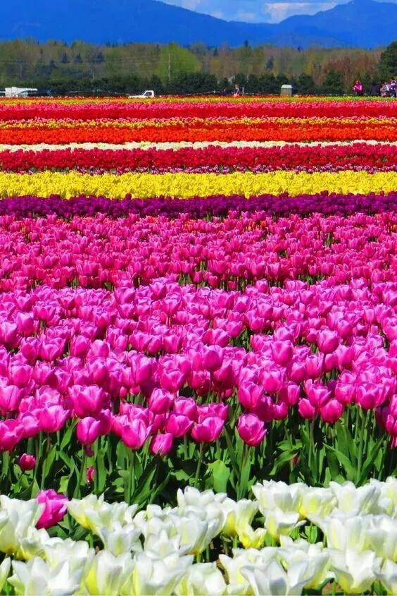 花的世界,花的海洋,芳香四溢