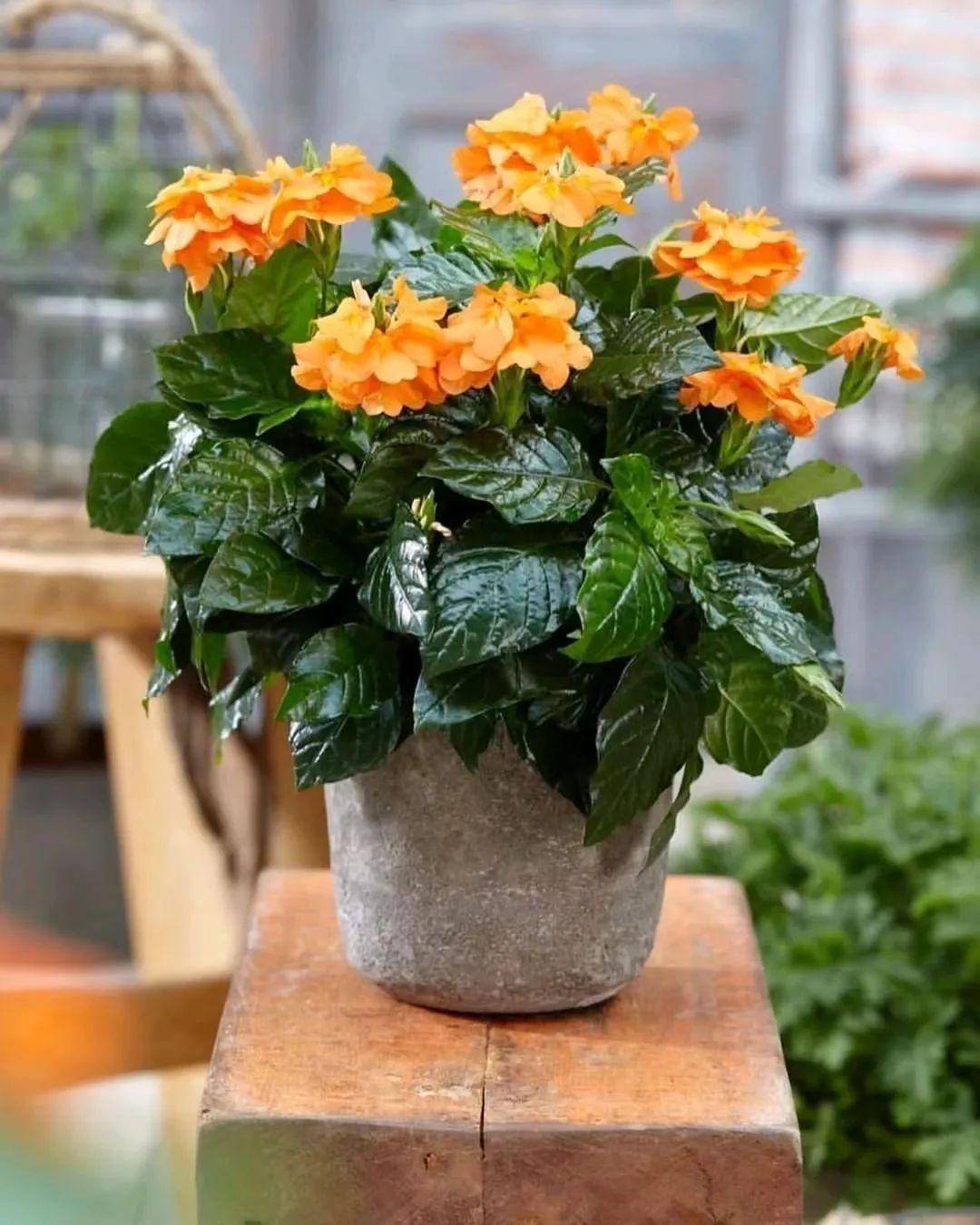 鸟尾花这草花开花太频繁