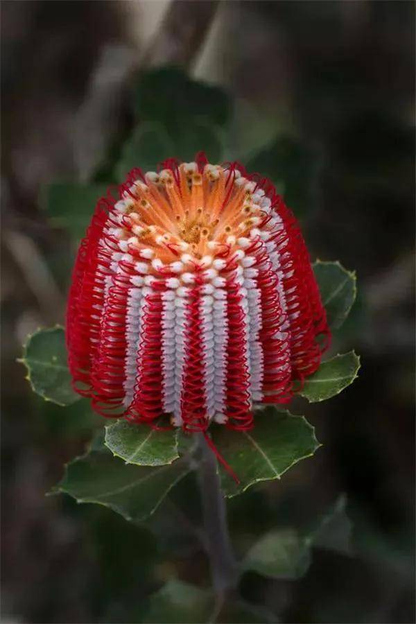 各种罕见的奇花异草,朵朵精品