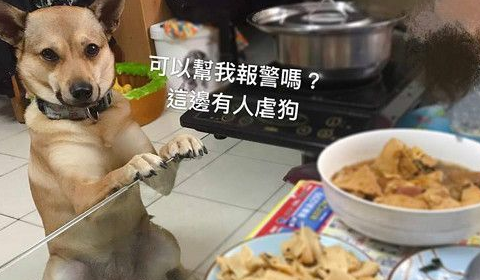 留言帮它讲话,「就给它一点狗吃的肉干啦太可爱了」,「这种表情叫人
