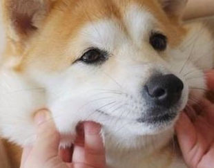 为啥柴犬表情包那么流行,现实中却很少见到柴犬?理由很简单