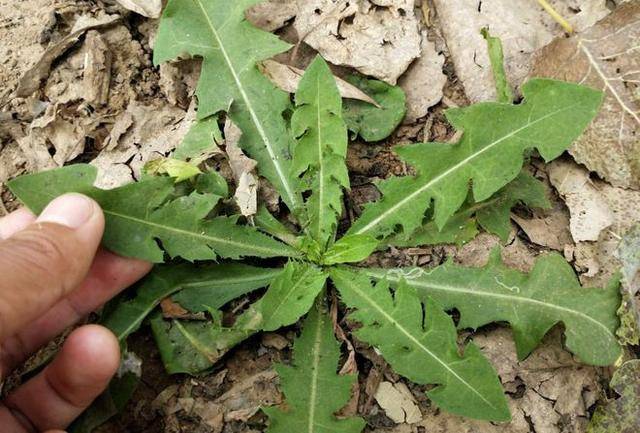 蒲公英2天内可杀死98%癌细胞,是科学还是谣言?医生说出真相