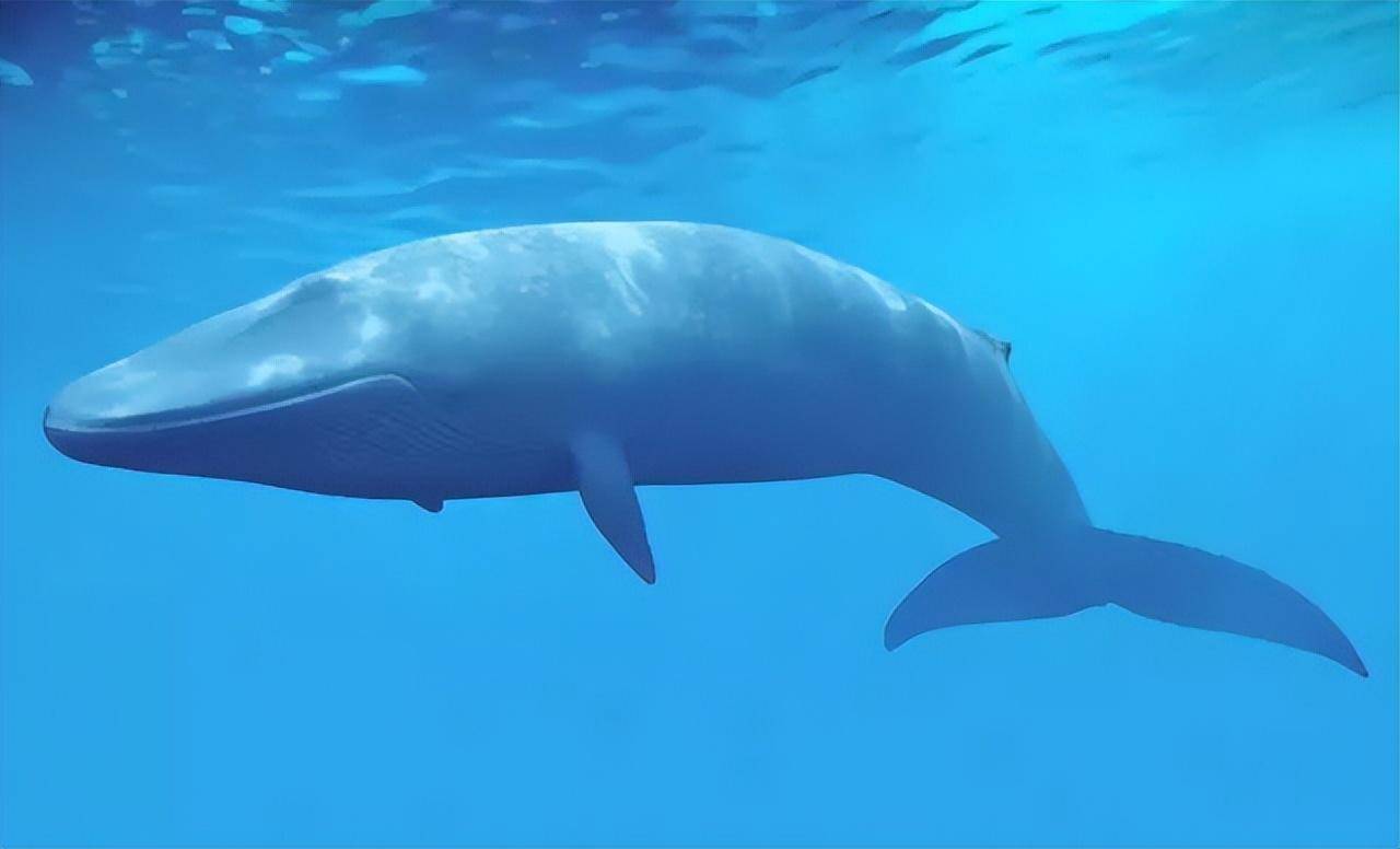 蓝鲸为什么偏爱吃小鱼小虾?世界上最大的哺乳动物的饮食习惯?