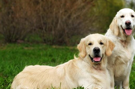 十大适合家养的狗狗!哪一只你的最爱?_人类_金毛_体型