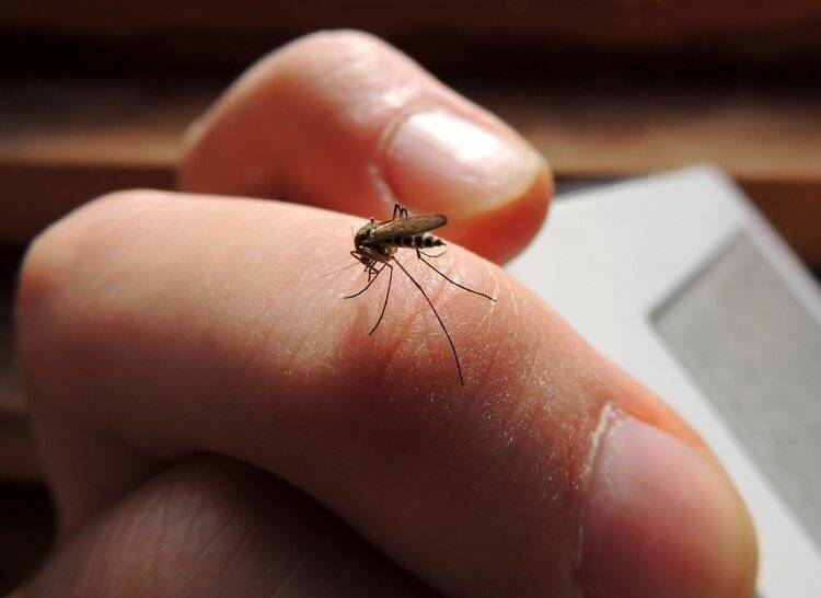 研究发现,电蚊香液有肝毒性!那电蚊香还能用吗?告诉你答案