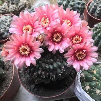 仙人球开花,多种颜色,多种姿态