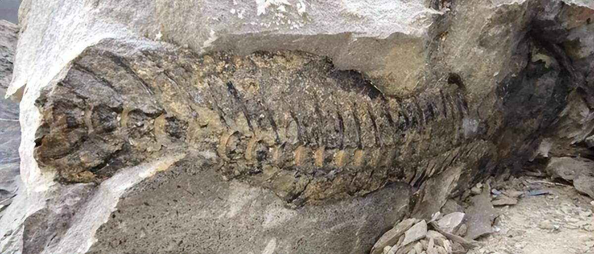 有化石为证!我们身上至今还保留着证据