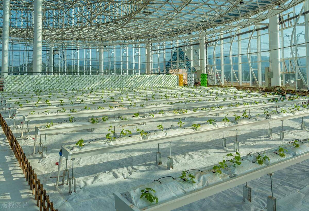 【乡村振兴】市山镇:高标准现代农业大棚带动农民增收致富