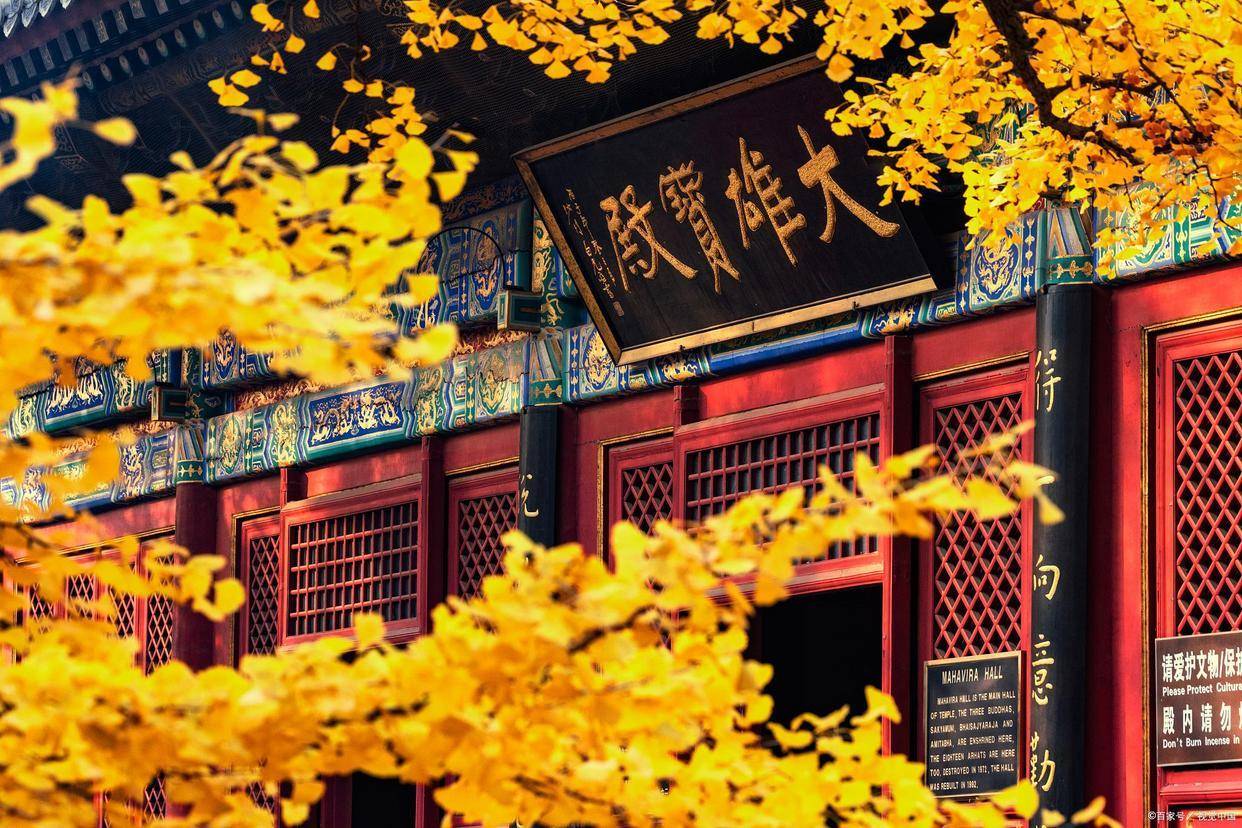 南京银杏观赏圣地分享