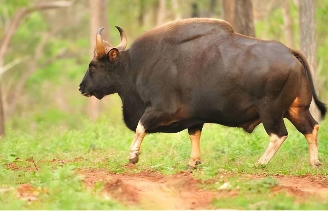 12头白袜子野牛现身西双版纳,性情凶猛刚烈,居然老虎都怕它!