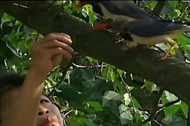 12岁少年被称为"鸟神",不仅能指挥行动,而且还能和它们说话_吴永桃