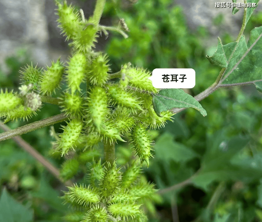 果实有刺有毒,儿时常用来捉弄同桌,俗称"苍耳",对鼻炎有大用!