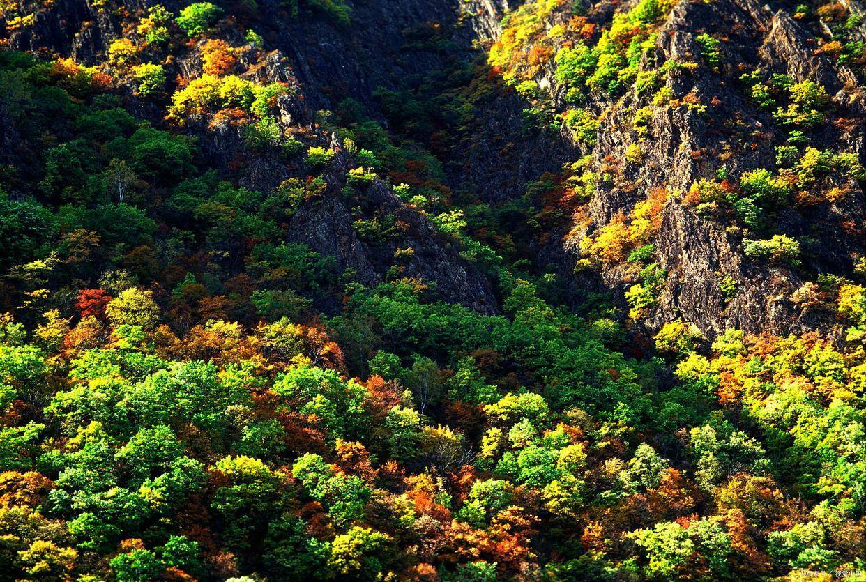 html市区南边的兴安国家森林公园被当地人叫作南山公园,面积比前面两