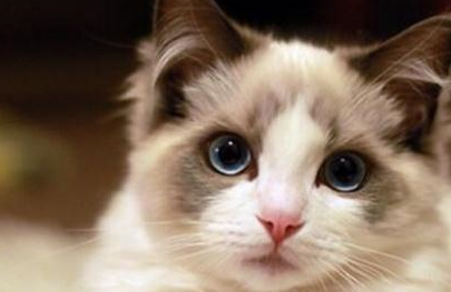 斯芬克斯_波斯猫_阿比西尼亚