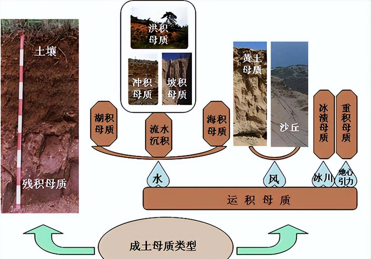 腐殖质化过程图片